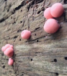 Pink slime mold growing on a log