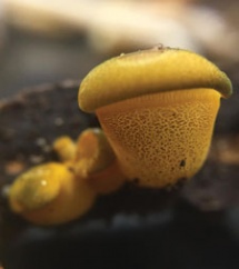 Yellow fungi
