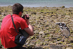 A person takes a photo of a penguin
