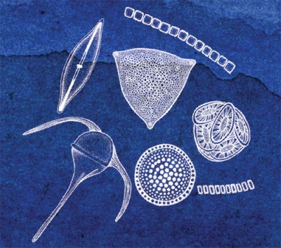 Phytoplankton illustration