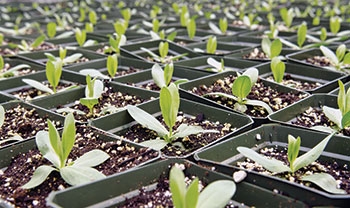 Plant growing in pots