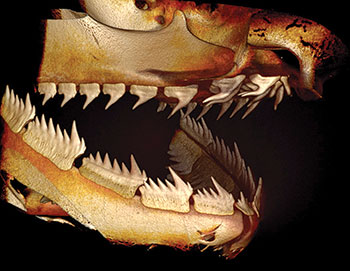 Digitally reconstructed image of a shark skull