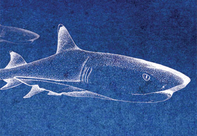 Shark Teeth illustration