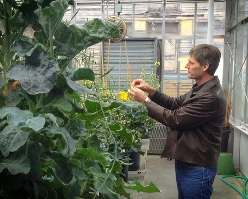 A man tends to plants in a greenhouse
