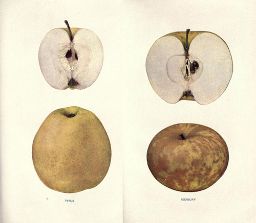 An illustration of four different kinds of apples