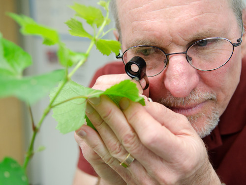 A man looking at a leaf using a magnifying glass