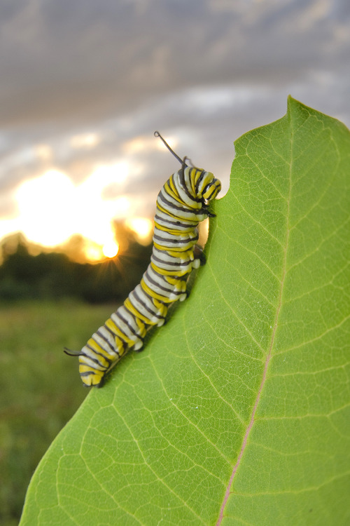 A caterpillar eats a milkweed leaf
