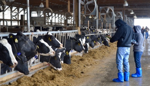 People stand near cows