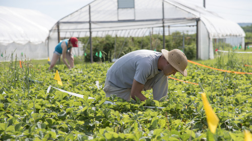 A man harvesting strawberries