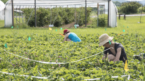 Two women harvest strawberries