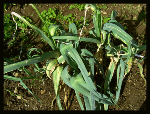 Damaged leeks