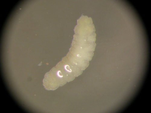 A larvae under a microscope