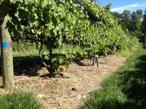 Grapes on a grapevine