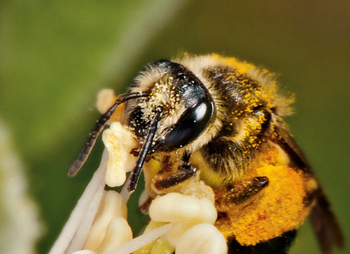 A macro shot of a bee
