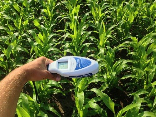 A hand holds a GreenSeeker over growing vegetables