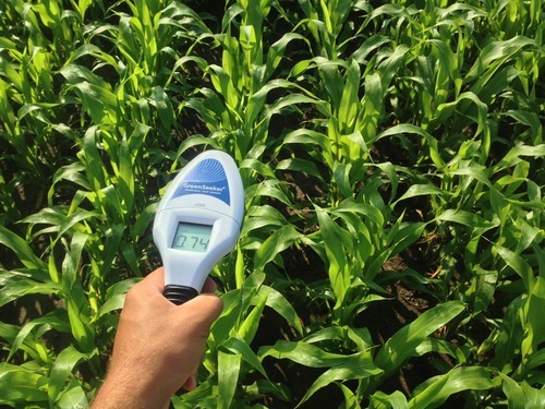 A hand holds a GreenSeeker over growing vegetables