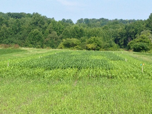A landscape shot of a field of vegetables with trees in the background