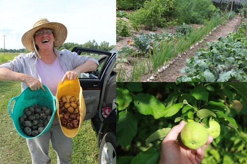 A three photo collage; the photo on the left is a woman wearing a straw hat holding two buckets of potatoes; on the right the top photo is a wide angle of a garden and the bottom is a photo of a hand holding a pear