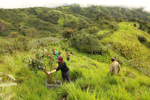 People planting trees in a field
