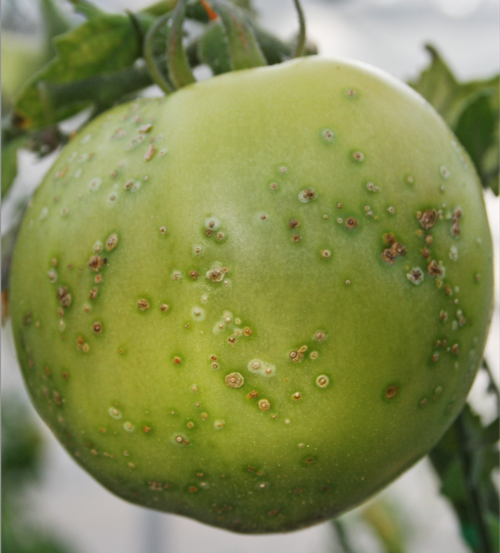 A green tomato with lesions on its skin