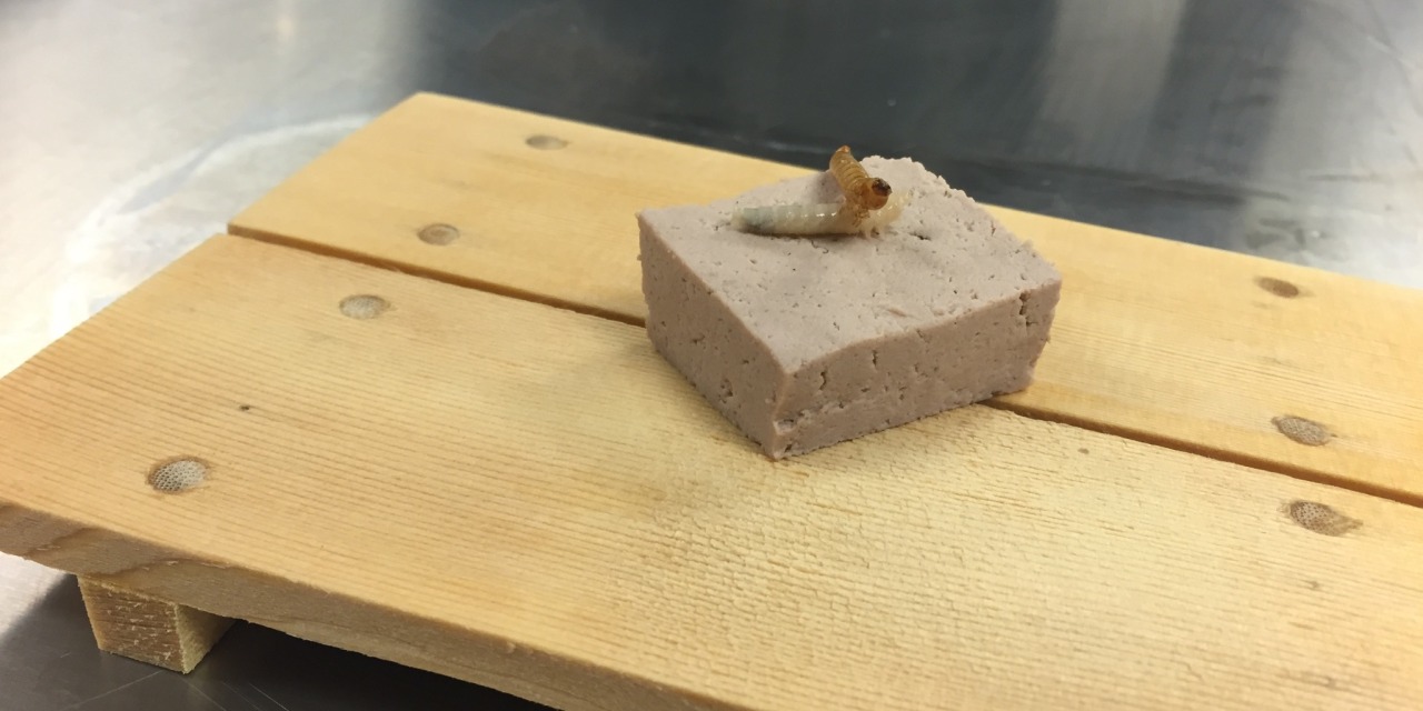 Mealworm-based meat on a wooden board with mealworms sitting on top