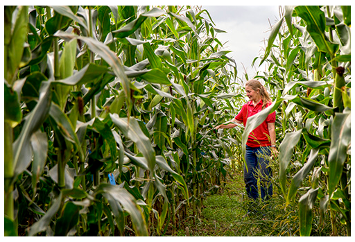 A woman in a red shirt stands in a field of corn