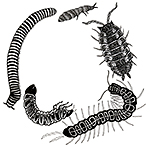 An illustration of insects that live in the soil