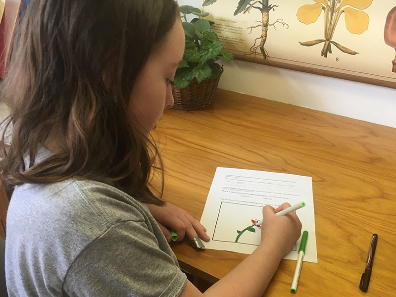 a kid colors in a drawing of a plant