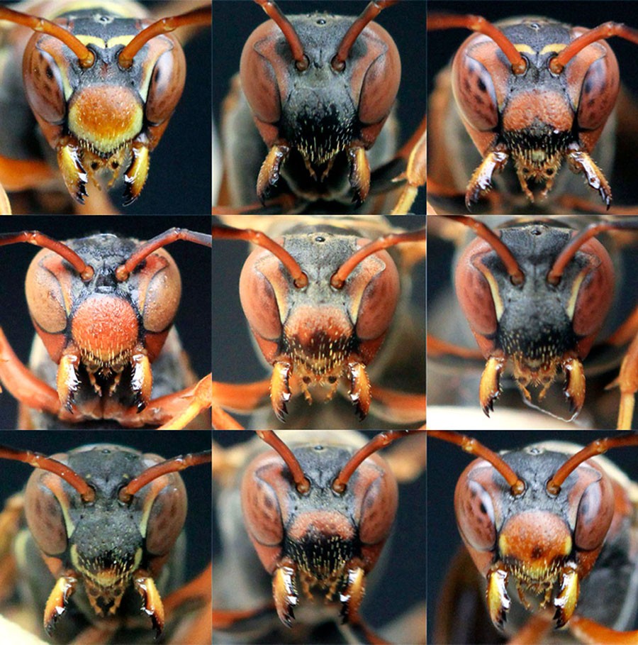 A grid of images of the faces of paper wasps