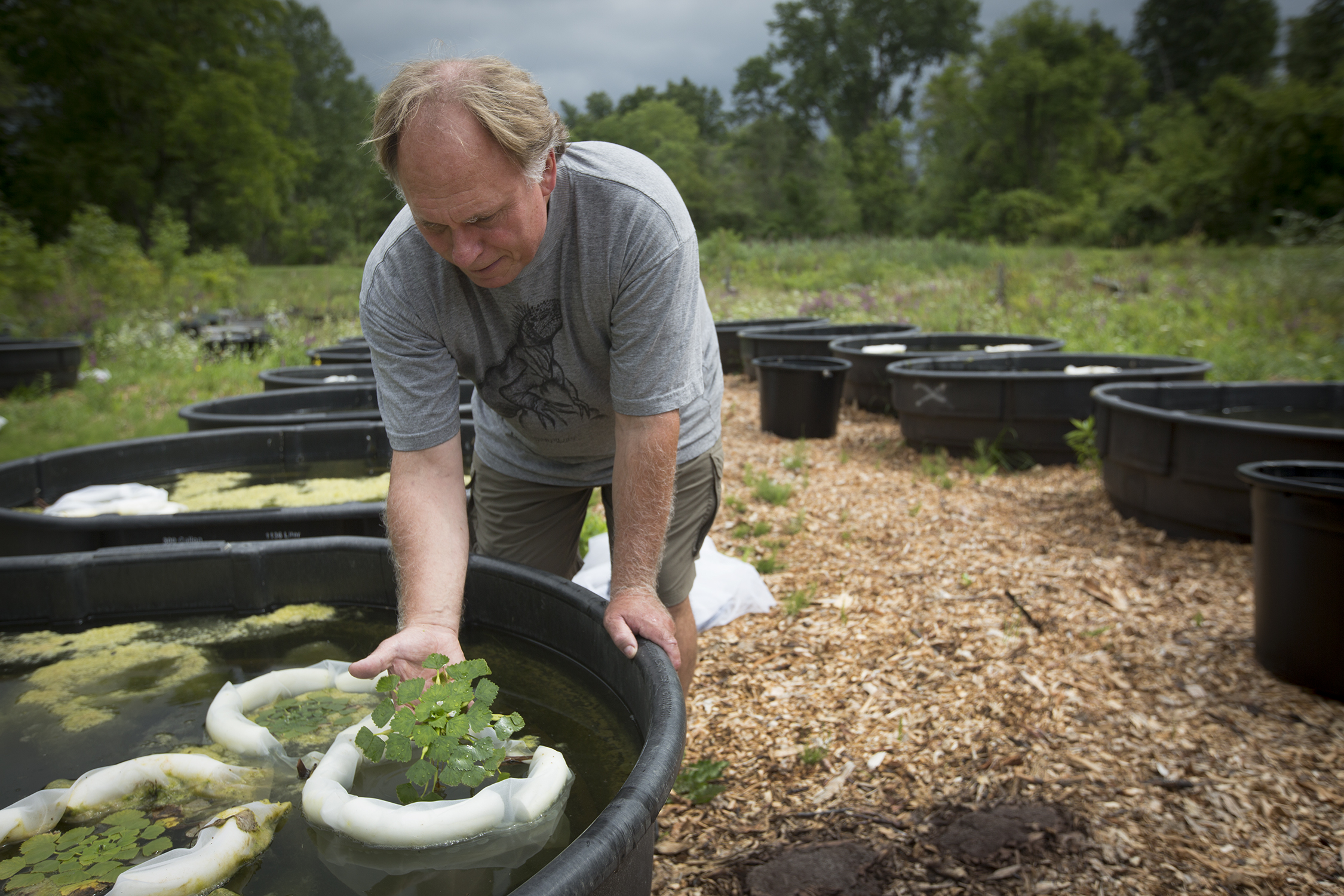A man surrounded by buckets in a field examines a water chestnut plant