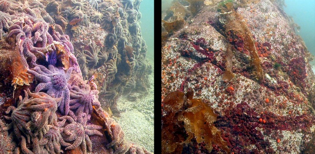 Before and after photo showing decline of large sunflower sea stars