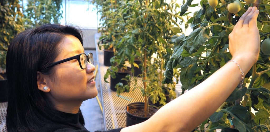 Ning Zhang inspects CRISPR/Cas-edited tomatoes in a greenhouse