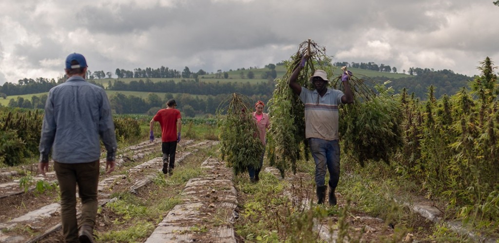 workers on a hemp farm