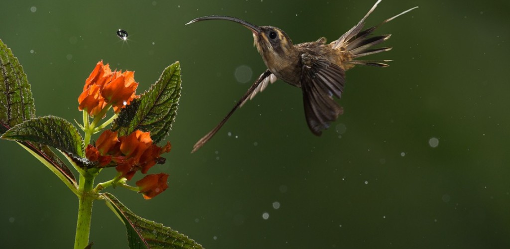Hummingbird approaches flower