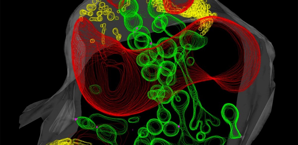 Scan of plant roots and their symbiotic fungi