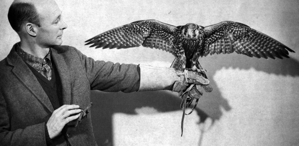 Tom Cade with Falcon