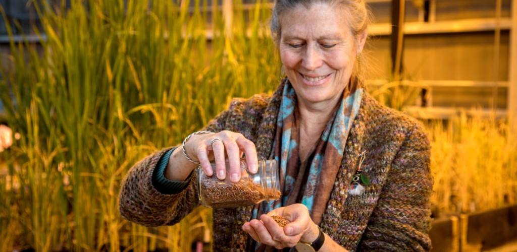 Researcher holds jar of red rice