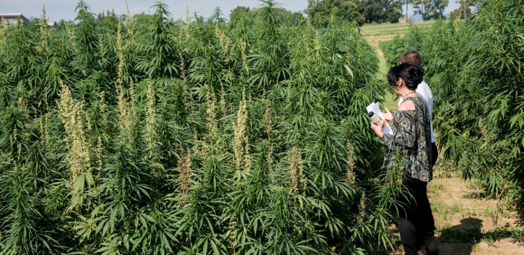 farmers inspect hemp plants