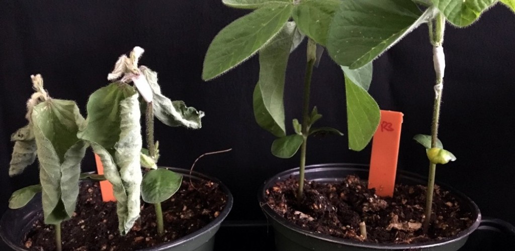 Potted soybean plants grown from seeds that were coated with Ascribe’s lead product