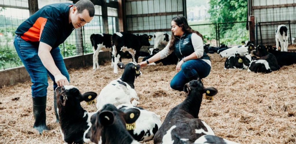 Joseph McFadden inspecting dairy cows