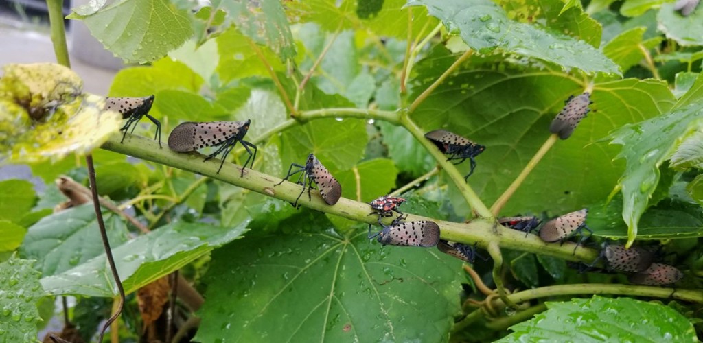 spotted lanternfly adults and fourth-instar nymphs, with the bright red coloring, feed on a grapevine