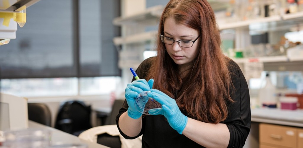 Student researcher inspects petri dish