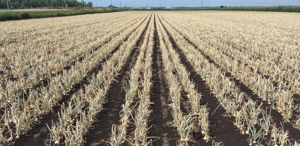 View of a destroyed onion field