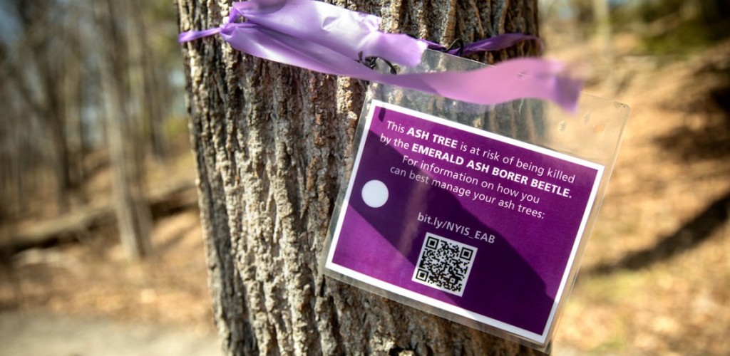 Ash tree with purple warning sign tied to it