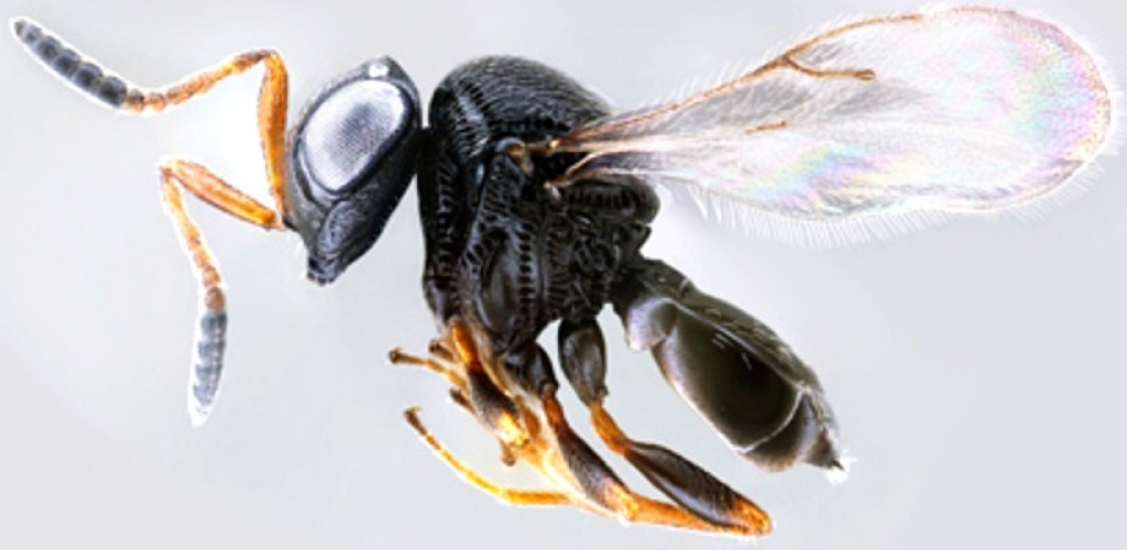 Close up image of a samurai wasp