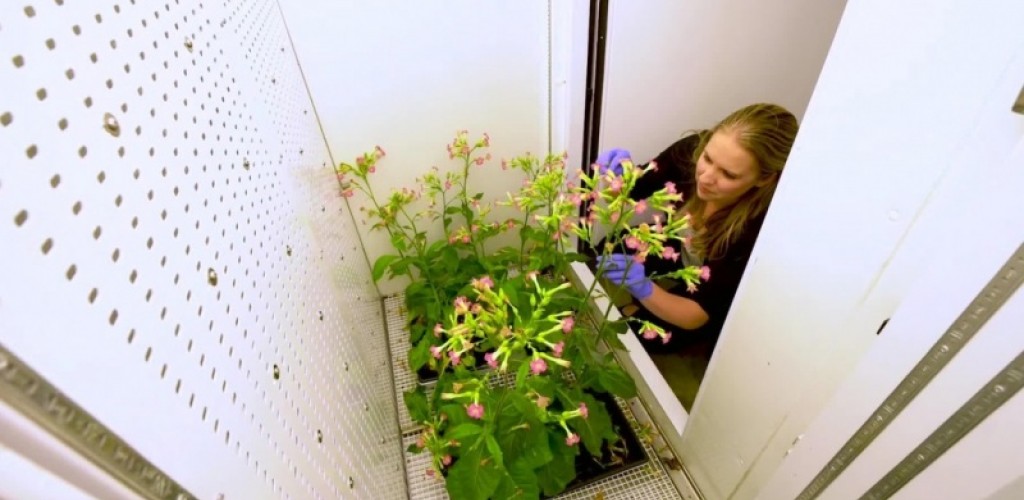 Female student examines tall, blossoming plants