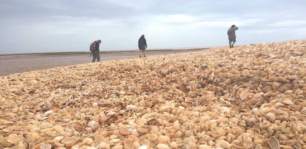 scientists trek through a chenier of clam and snail shells along the delta of the Colorado River
