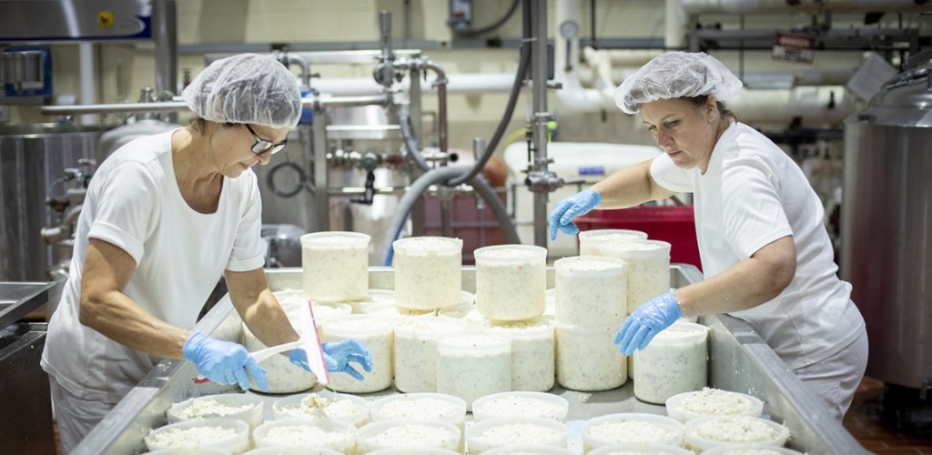 workers putting cheese into molds