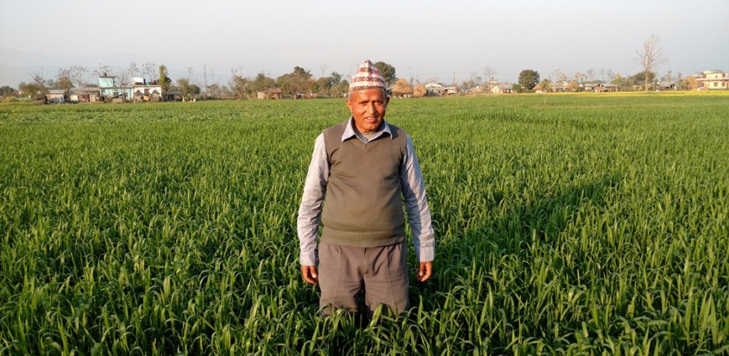 Yam Lal Devkota in his wheat field in Nepal