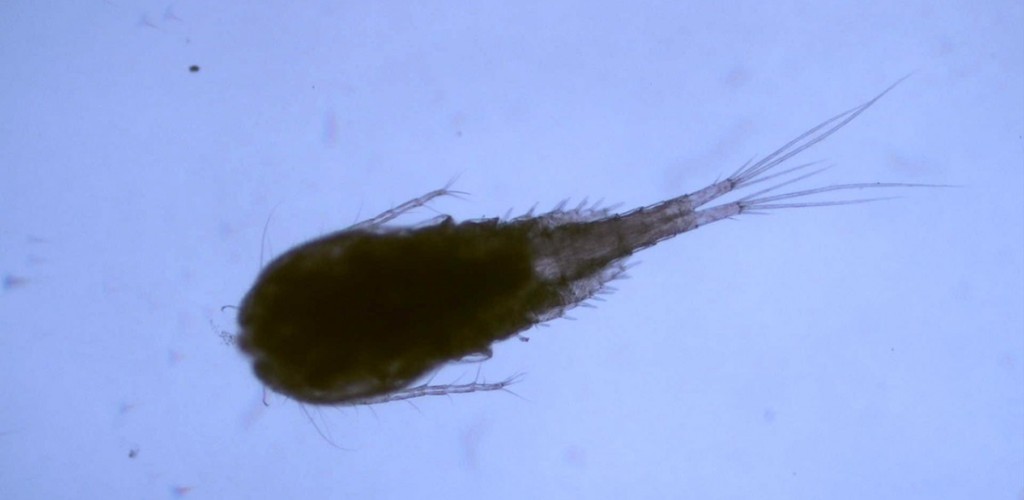 nonnative copepod Mesocyclops pehpeiensis